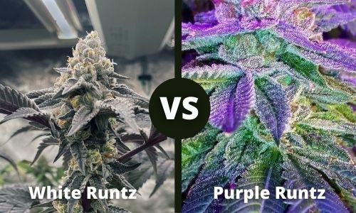 White Runtz vs Purple Runtz
