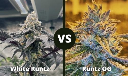White Runtz vs Runtz OG