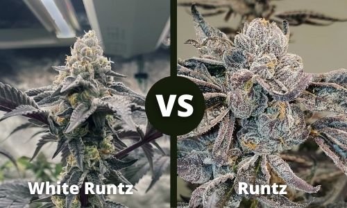 White Runtz vs Runtz