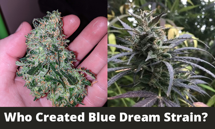Who Created Blue Dream Strain