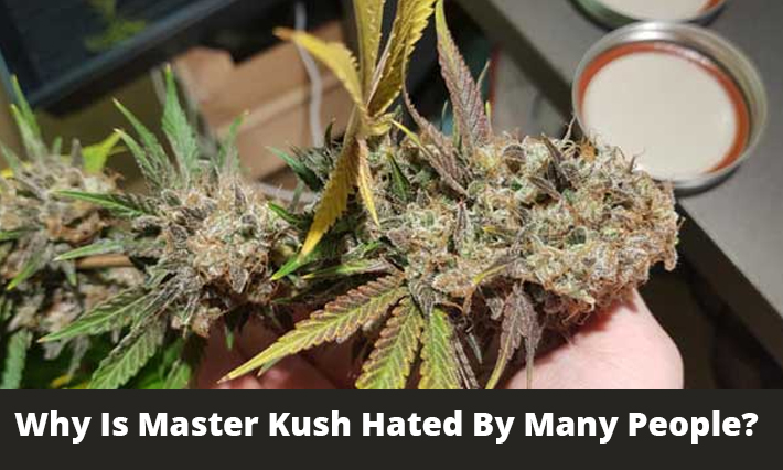Why Is Master Kush Hated By Many People