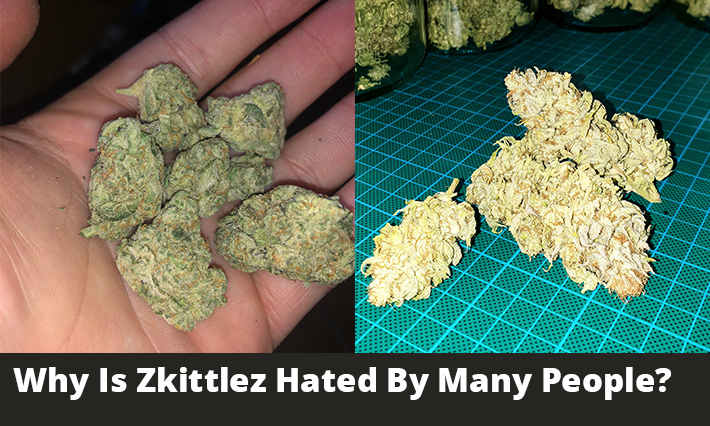 Why Is Zkittlez Hated By Many People?
