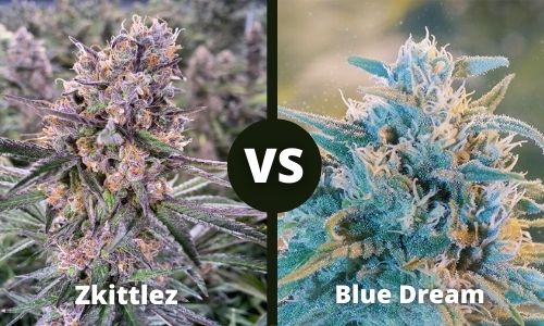 Zkittlez vs Blue Dream