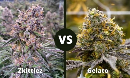 Zkittlez vs Gelato