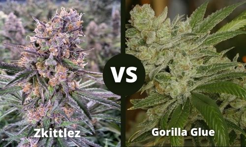 Zkittlez vs Gorilla Glue