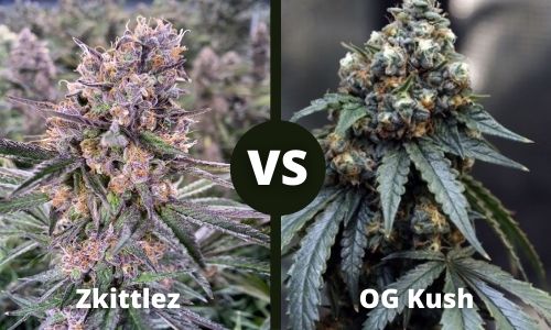 Zkittlez vs OG Kush