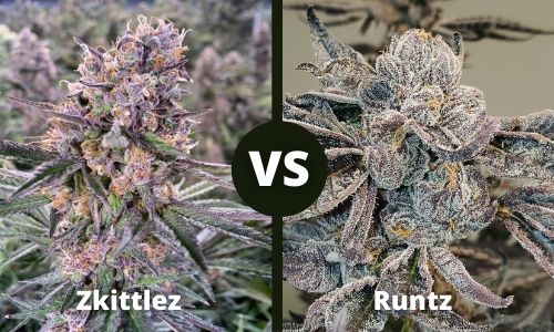 Zkittlez vs Runtz