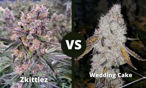 Zkittlez vs Wedding cake