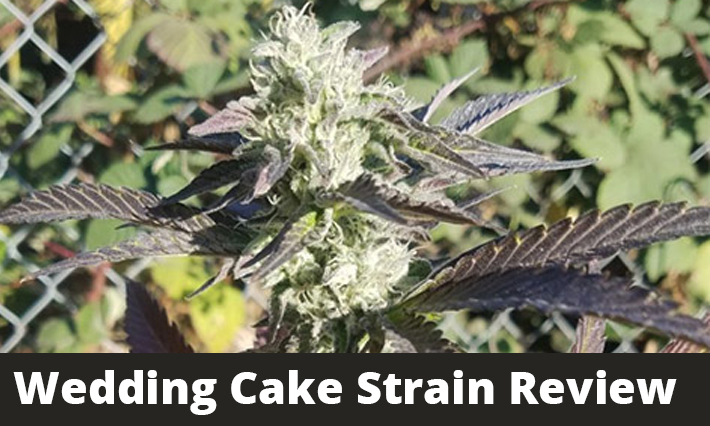wedding cake strain review
