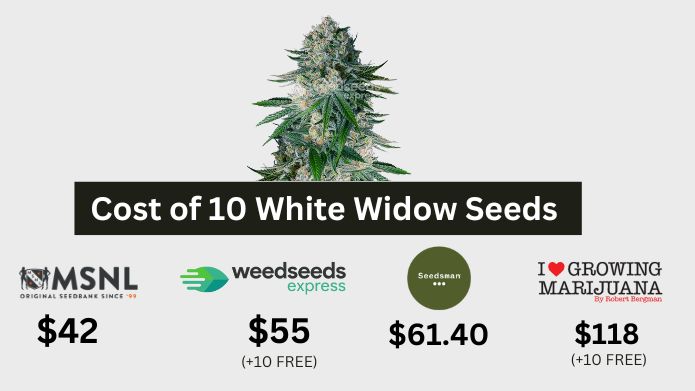 ILGM Cost of 10 White Widow Seeds