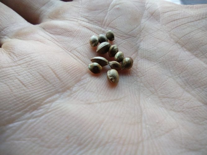 Weed Seeds Express Seeds