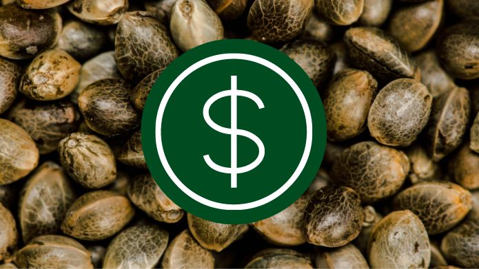 why are cannabis seeds so expensive
