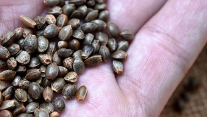 Cannabis Seeds