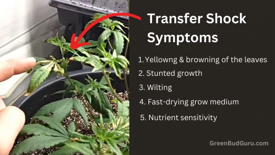 cannabis transfer shock symptoms
