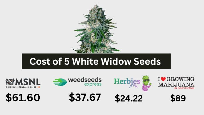 Cost of 5 White Widow seeds at different seed banks