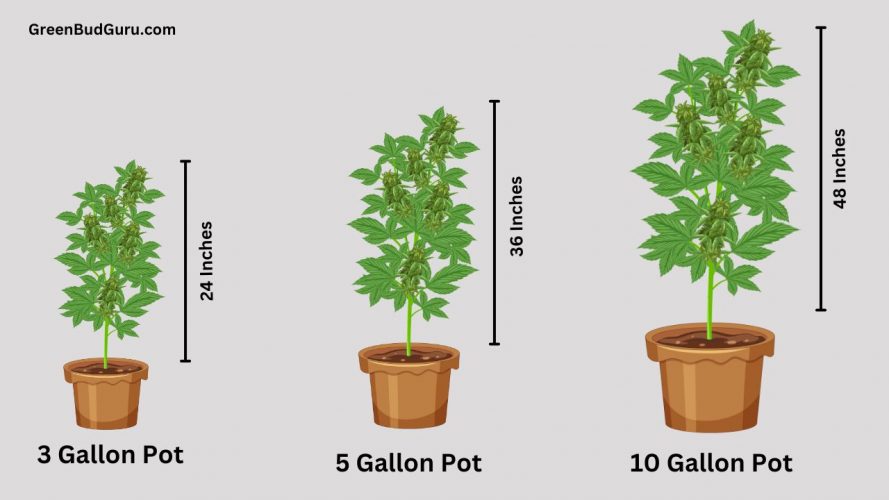 different cannabis pot sizes