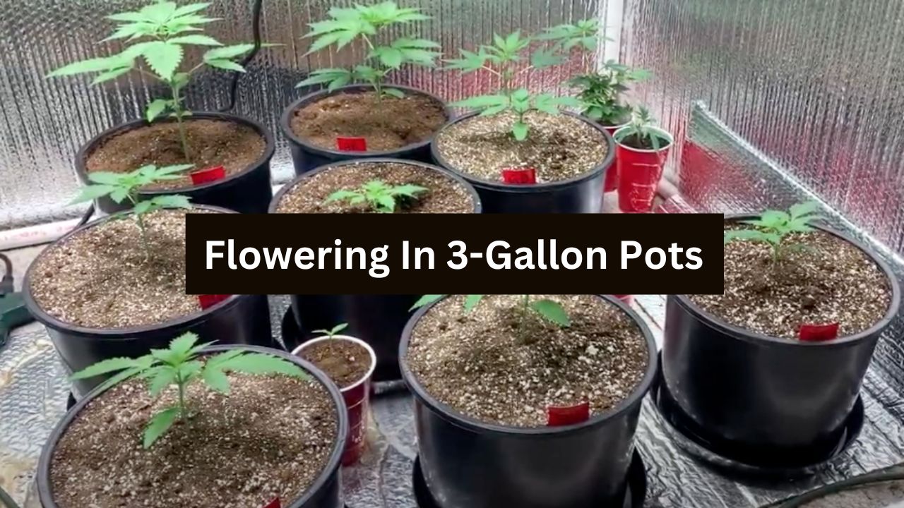 flowering 3 gallon pots