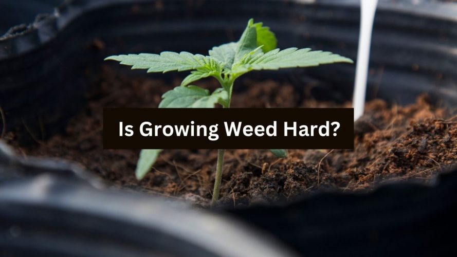 Is Growing Weed Hard?