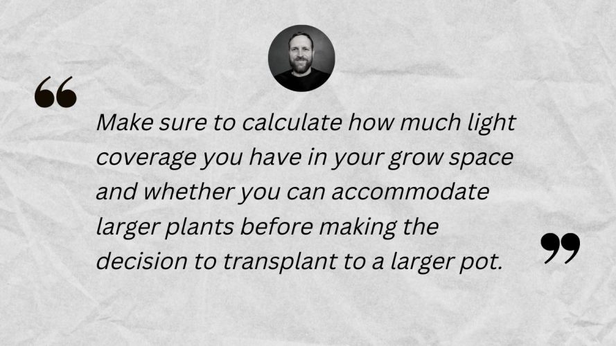 Make sure your lighting can handle a larger canopy before transplanting to a larger pot.