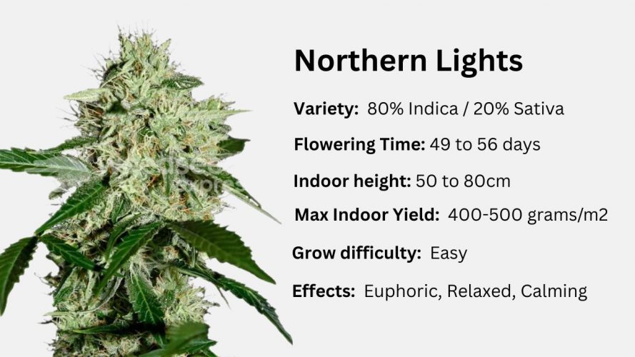 northern lights 3 gallon pot