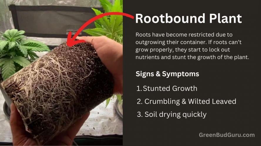 Rootbound plants signs and symptoms