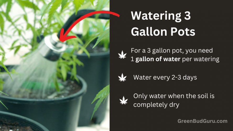 Watering 3-gallon pots