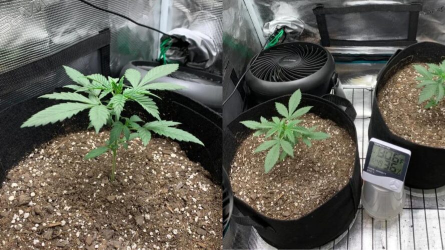 Northern Lights Autoflower at 3 weeks old