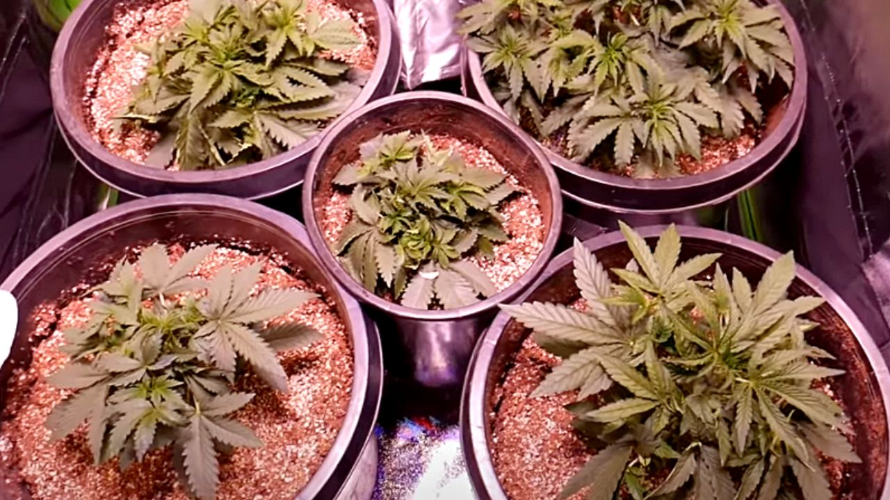 3Week Old Autoflower (How Should It Look?) My Experience