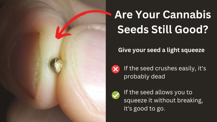 are your cannabis seeds still good