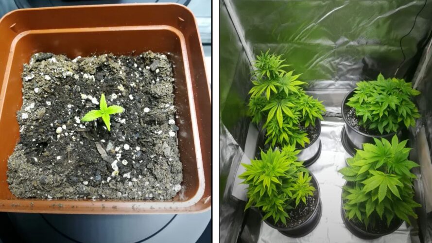 6 bag seed grow real example