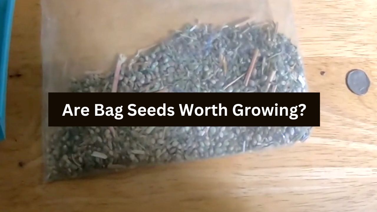 Bag seeds