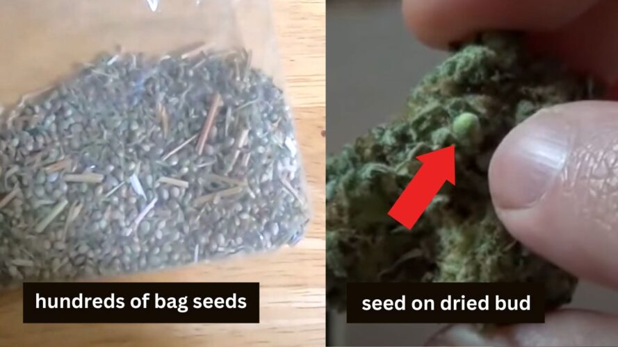Bag seeds