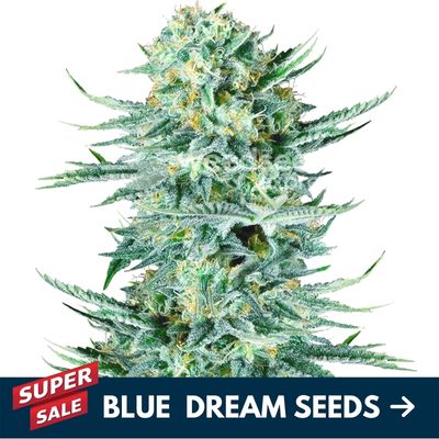 Blue dream seeds