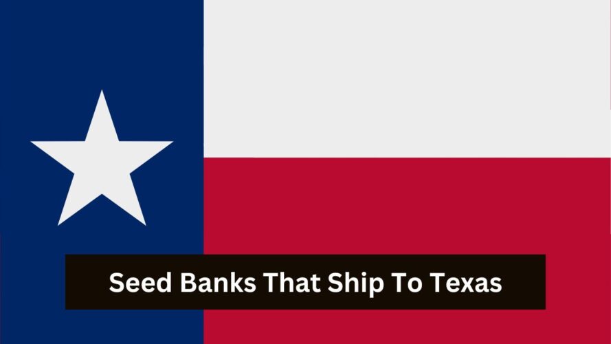 Seed Banks That Deliver To Texas