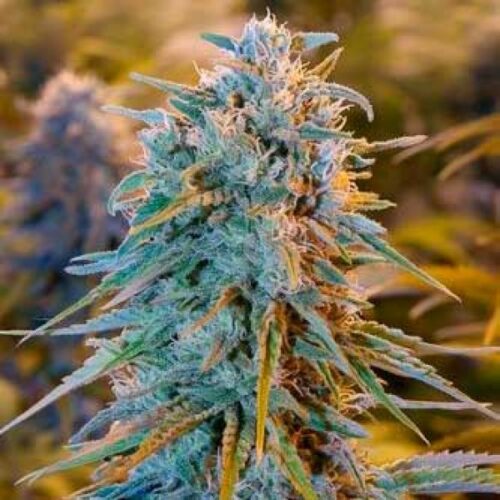 blue dream