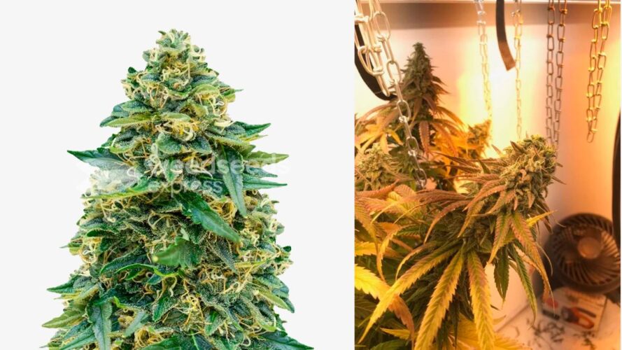 stardawg
