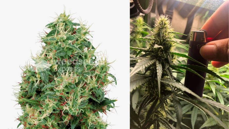strawberry kush