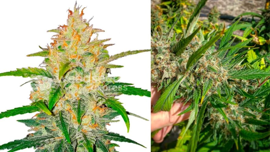 zkittlez