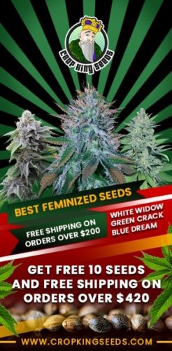 Best Feminized Seeds