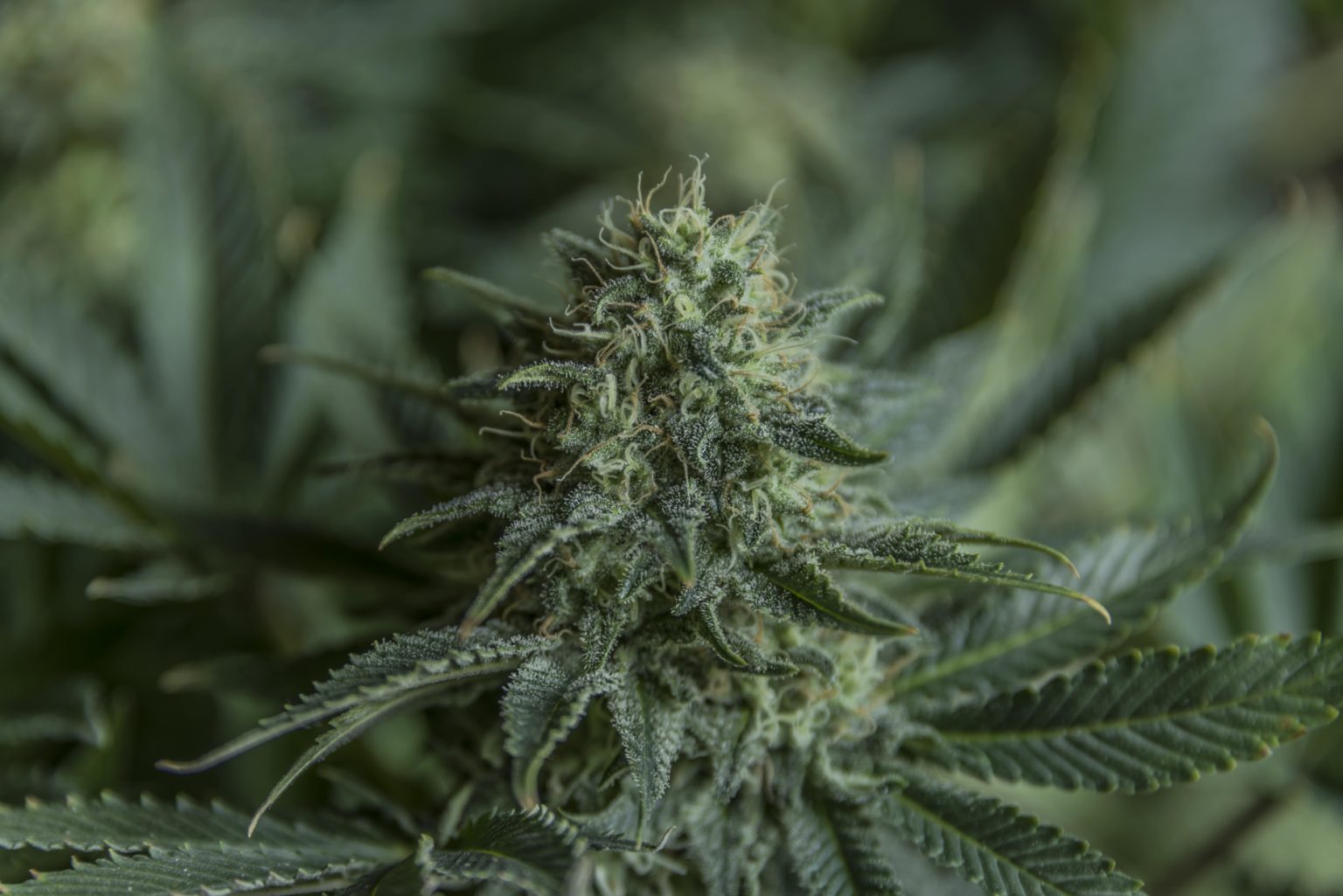 Identifying And Preventing Over Ripe Buds