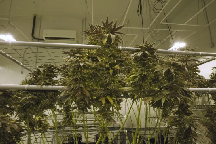 DWC Hydroponics: Tips for Maximizing Yields