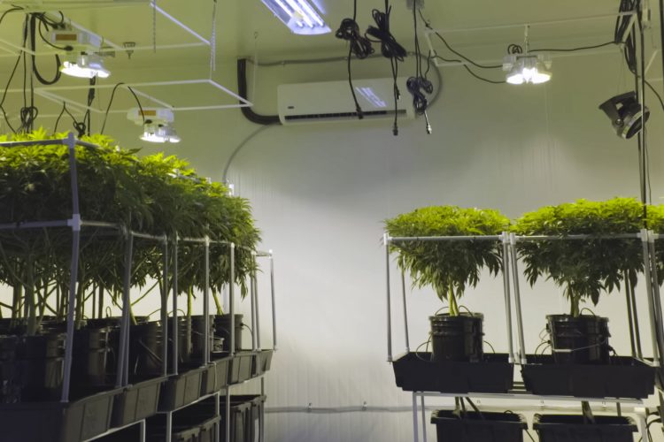 DWC Hydroponics: Tips for Maximizing Yields