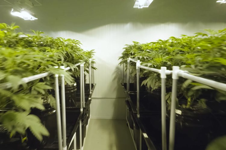 DWC Hydroponics: Tips for Maximizing Yields