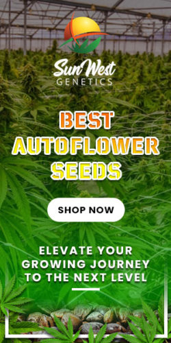 Best Autoflower Seeds.