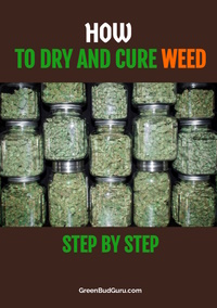How To Dry and Cure Weed Step By Step