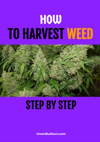 How To Harvest Weed