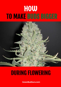 How To Make Buds Bigger During Flowering