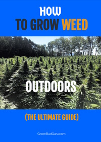 How To Grow Marijuana Outdoors