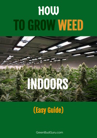 How To Grow Weed Indoors - Easy Guide