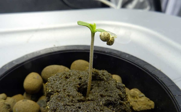 Hydroponic Seed 1